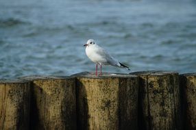 Seagull on wooden pillars near the sea