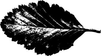 Beech black leaf
