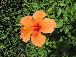 Hibiscus is surrounded by greenery