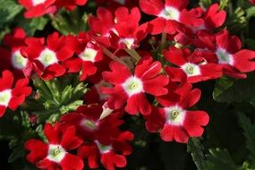 bright red garden verbena