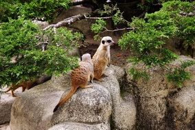 animals meerkats