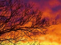 tree branches against the orange sky