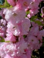 Beautiful blooming white and pink pastel rose flower