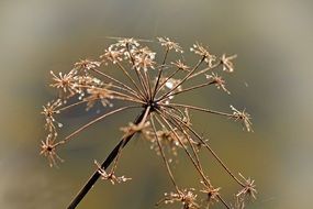 the faded flower
