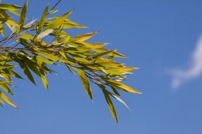 Bamboo leaves against the sky