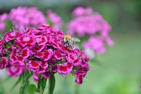 insect on a pink wild flower
