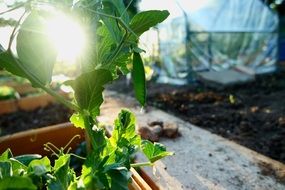 green plants in the greenhouse