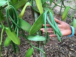 green vanilla grows