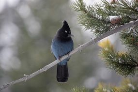 stellar's jay bird sitting wildlife portrait