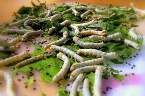 silkworm insects
