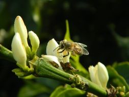 insect on the flower of coffee