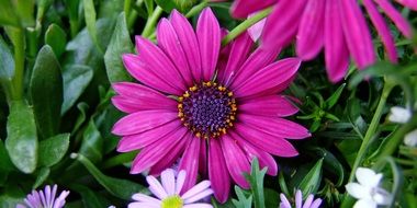 spanish marguerite in the nature