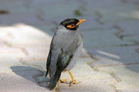 The myna is a bird of the starling family