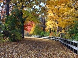 telulah park in bright fall foliage