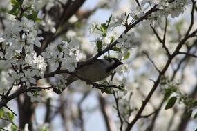 Sparrow on a flowering tree