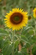 sunflower on a stalk close up