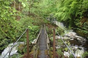 wooden bridge in green forest