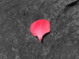 pink rose petal on stone