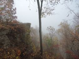 Picturesque forest in the fog, usa, Minnesota, great river bluffs state park