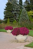 red flowers in big pots in garden