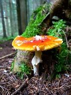 Fly agaric in the autumn forest