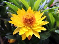 beautiful and delightful yellow petal