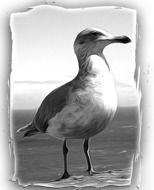 black and white photo of a seagull