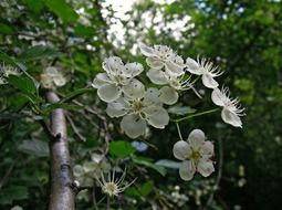 cherry tree blossoms in orchard