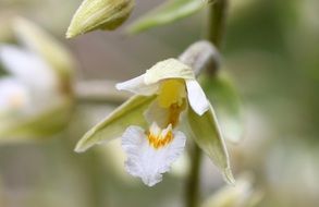 white flowering wild orchid