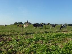 cattle on pasture in the netherlands