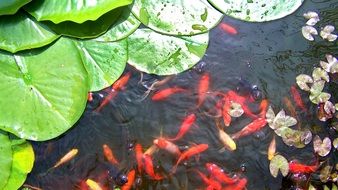 red and golden fish in pond