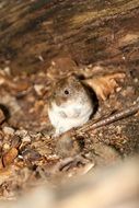 wood mouse nature