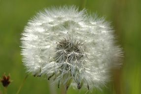 summer dandelion close