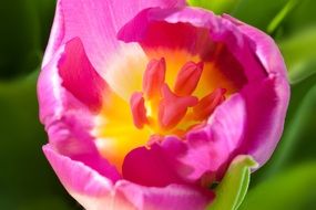 Pink and yellow tulip flower