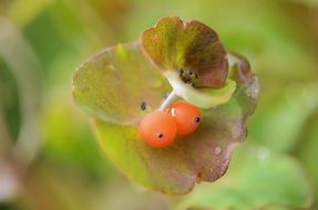 berries of Lonicera Caprifolium, Honeysuckle, macro