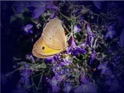 gold butterfly on purple flowers