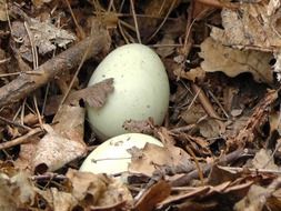 eggs socket foliage