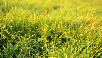 grass nature summer