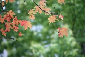 branch with yellow leaves on a background of green trees