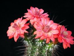 picture of beautiful and delightful cactus flowers
