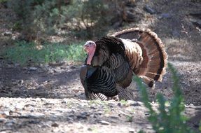 Picture of the turkey