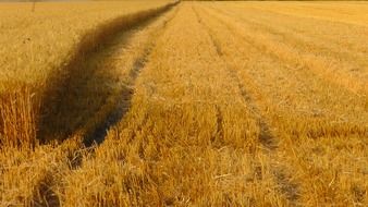 car marks on a cornfield