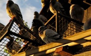 Birds in the dovecote