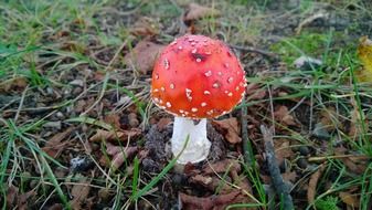 fly agaric gift