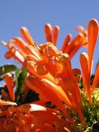 orange flowers against a clear sky