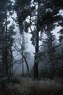 Rime in the forest in the evening