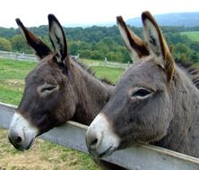 two donkeys leaned on the fence