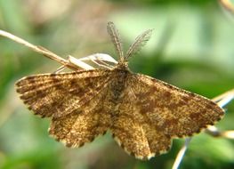 brown butterfly hanging on branch macro