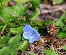 bluish butterfly on green leaves close-up