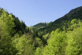 valley with green trees